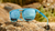 Sunglasses with Blue Frames and Polarized Sky Blue Lenses, Flyover